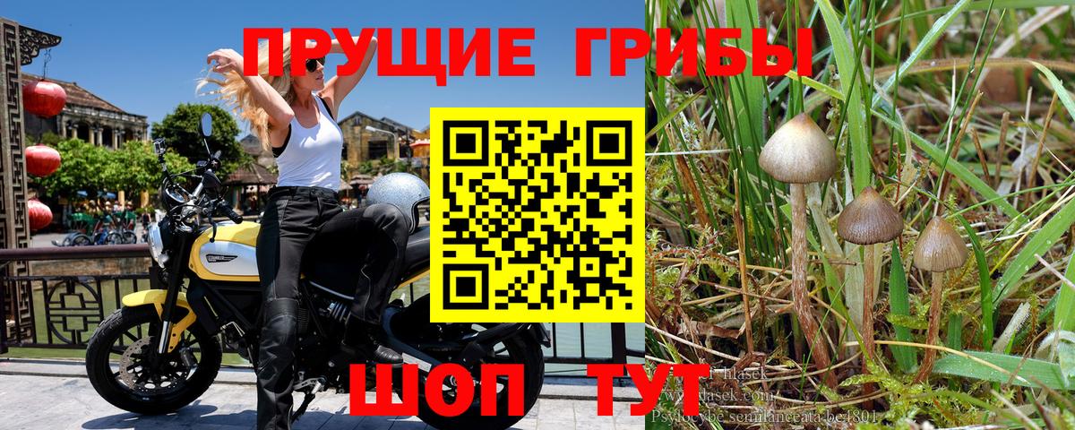 Галлюциногенные грибы прущие грибы Луга